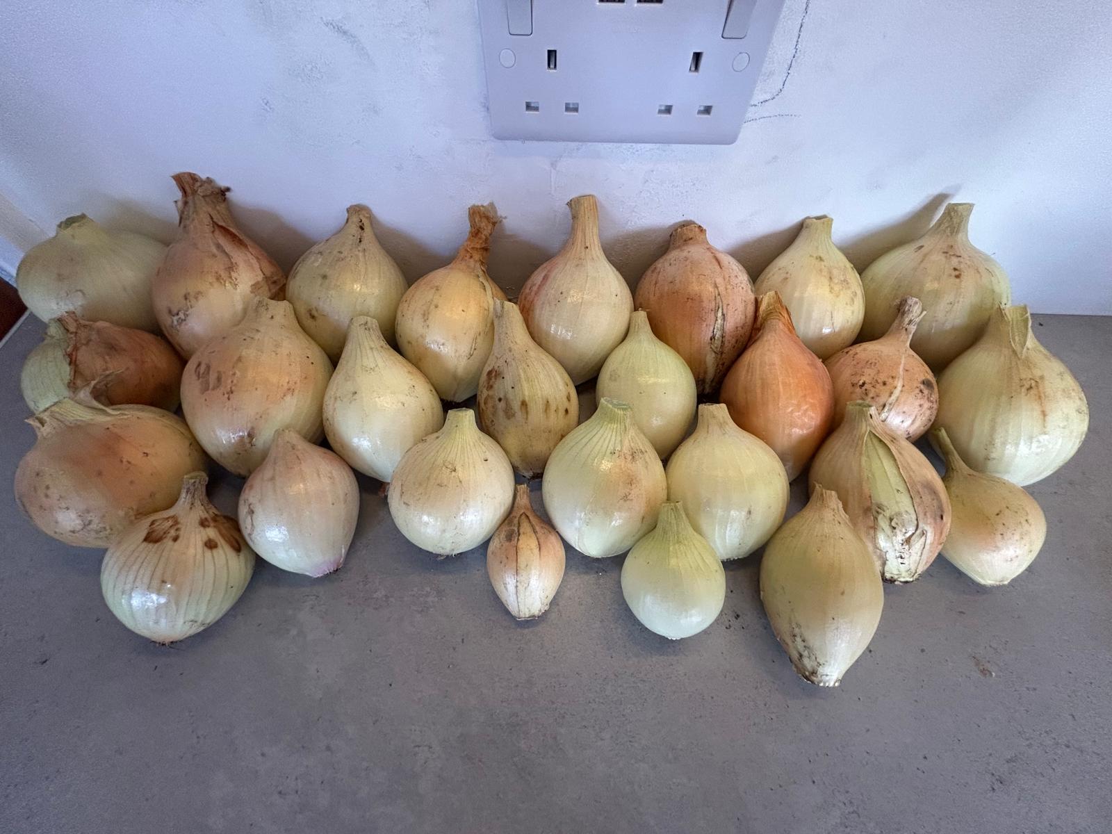 Freshly harvested onions from Gabriela's Garden