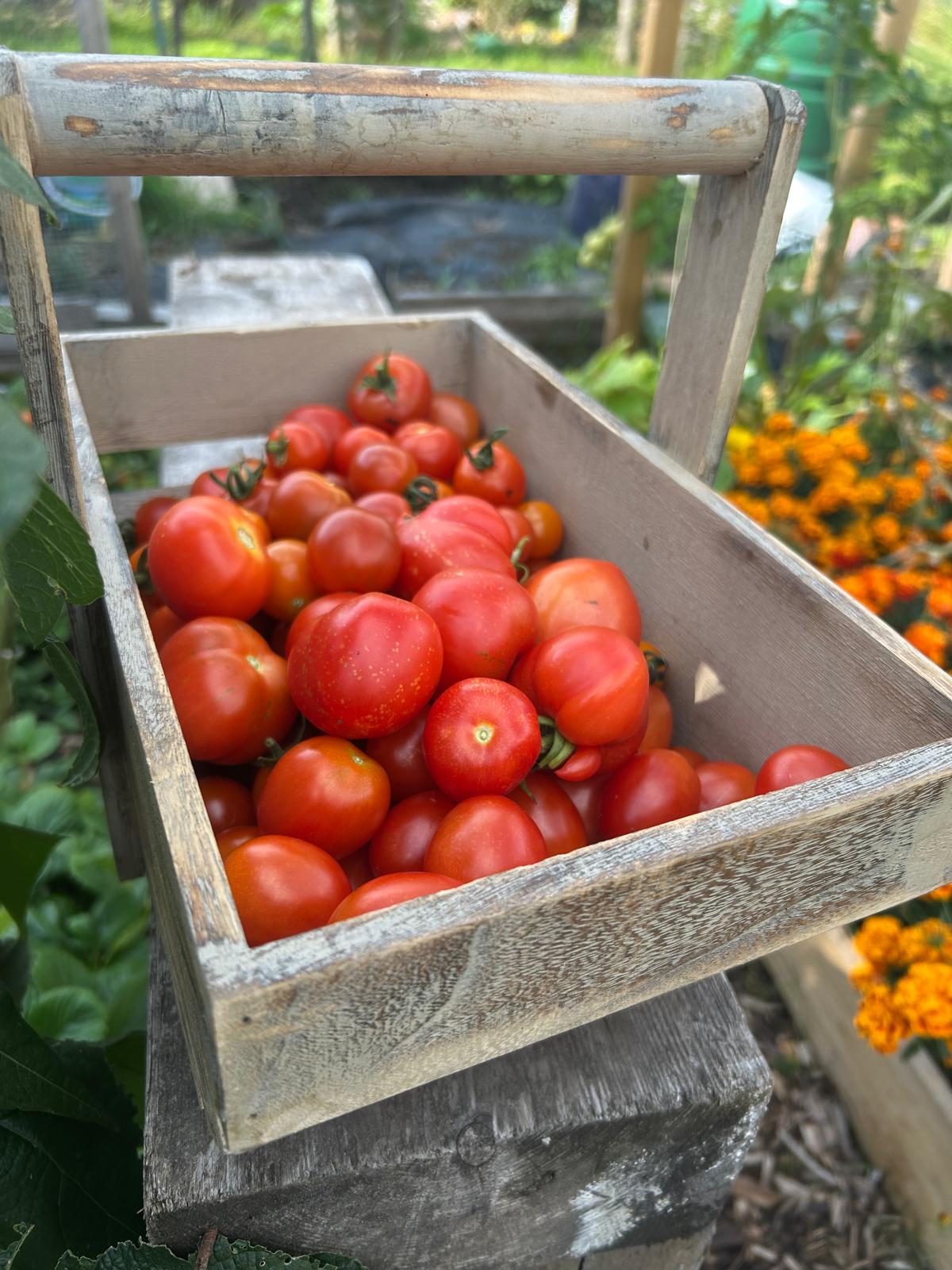 Fresh tomato harvest ready for seasonal produce boxes
